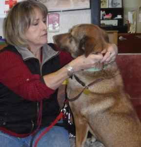 Kathie McAdams runs Red Barn Dog Boarding & Daycare in Hopland, California